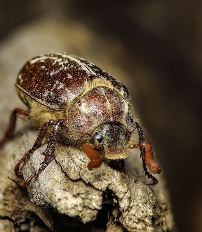 макрофото, макрофотографии, фотомакро, насекомые, макромир, макрофотограф, макроаддикт, макро_мир, naturelovers, naturelover, naturephotography, macrolove, macro_love, biodiversity, macrophotography, macro, macronature, entomology, arthropods, arthropod,  Polyphylla variolisa фото превью