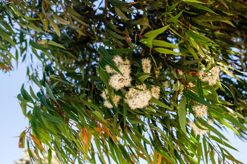 Цветущий эвкалиптphoto preview