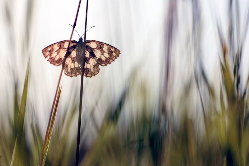 Шахматна Пеперуда в тревитеphoto preview
