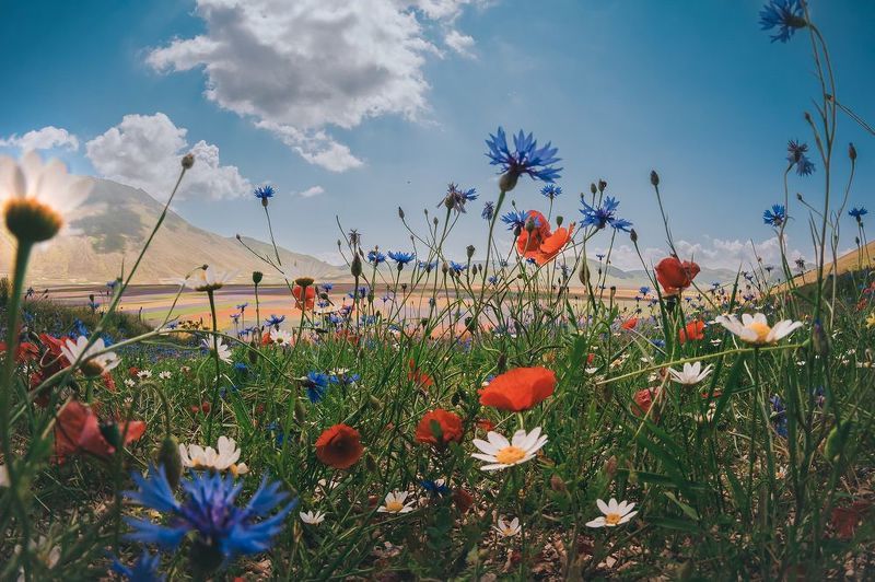 Portfoliophoto preview