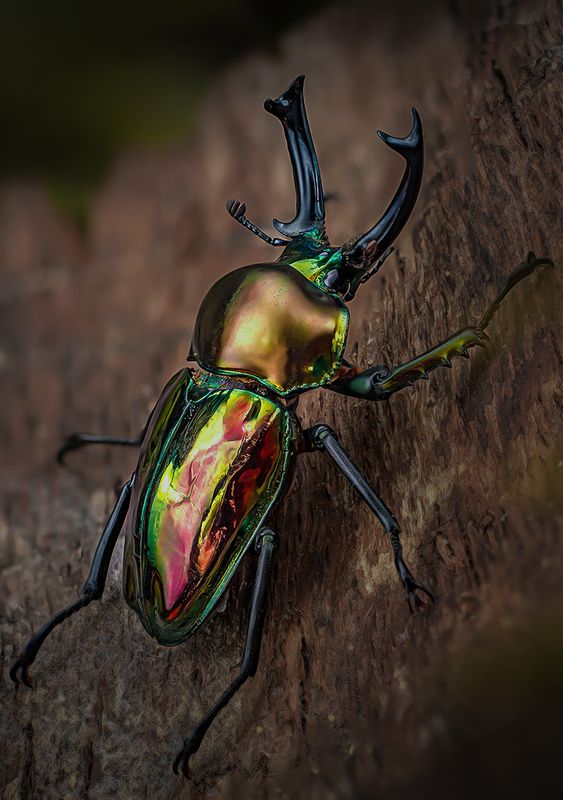 phalacrognathus muelleri muelleri Пестрый кросавецphoto preview