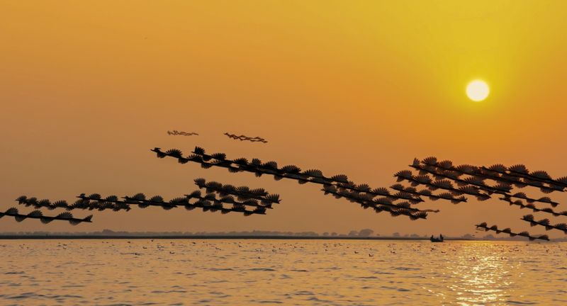 ornitography, trail, flamingo The trailphoto preview