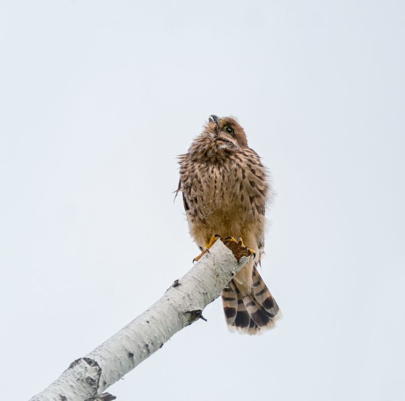 птица, пустельга, слёток, малыш пустельги..photo preview