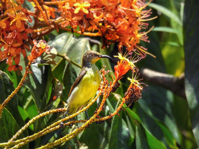 Лимонная нектарницаphoto preview