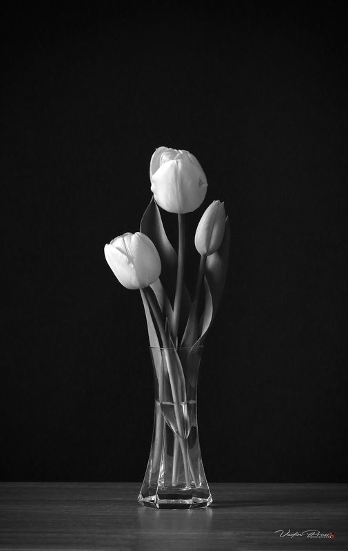 Тюльпаныphoto preview