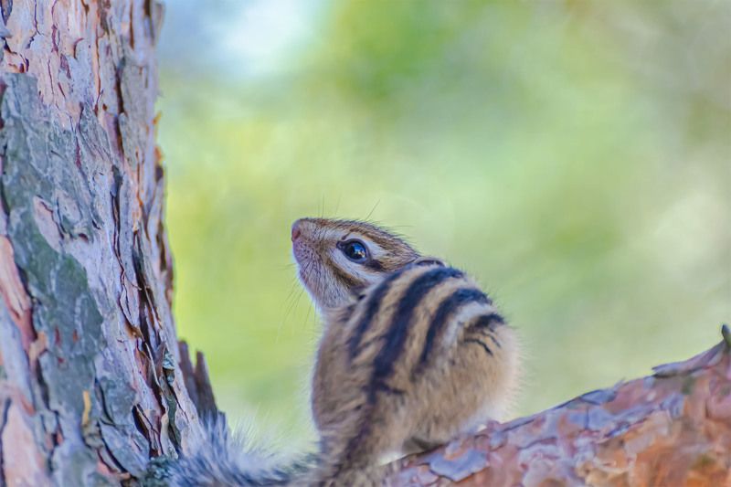 Бурундучок.photo preview