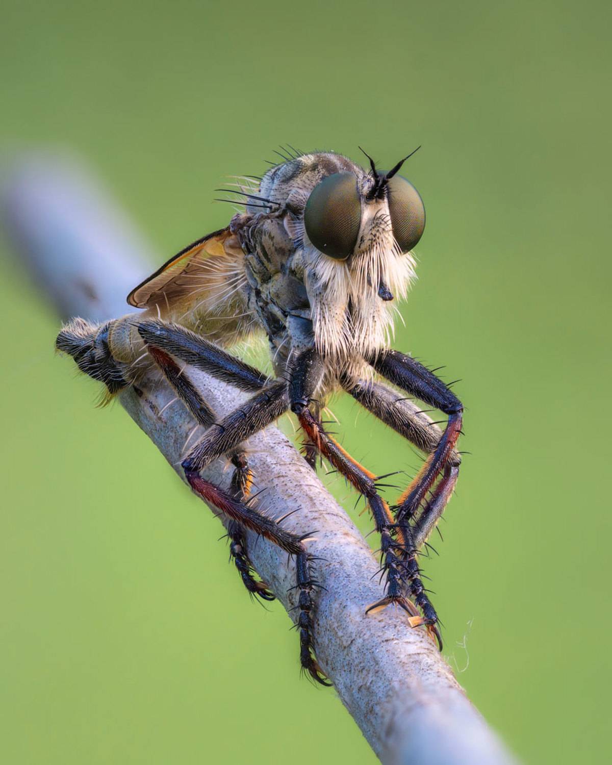 Ктырь. Автор: Сергей Брагин , Сергей Брагин