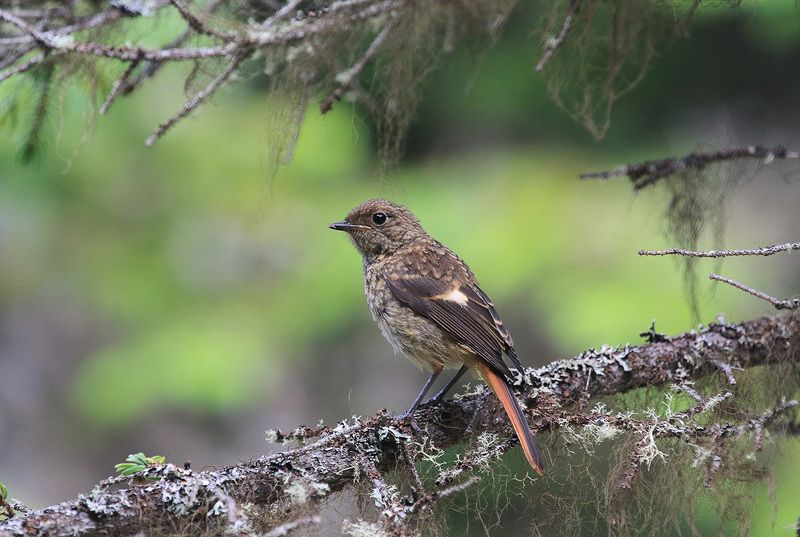 горихвостка Горихвосткаphoto preview