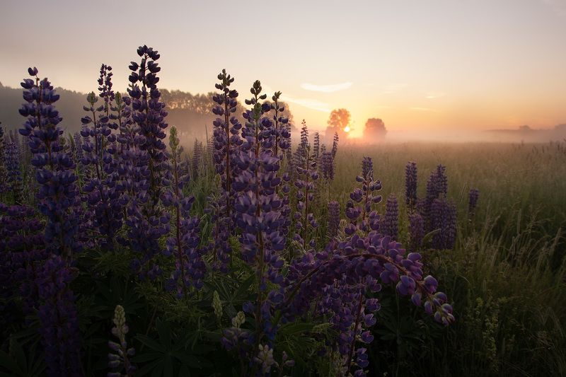 лето, рассвет, владимирская область,  деревня, люпины ***photo preview