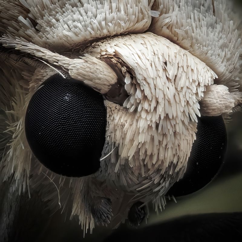 Ангел или демон?photo preview