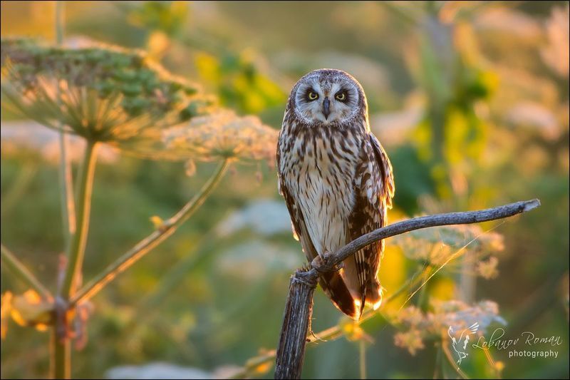 В закатном светеphoto preview