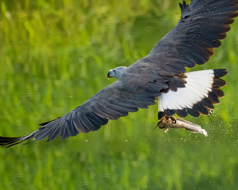 I am a Hunterphoto preview