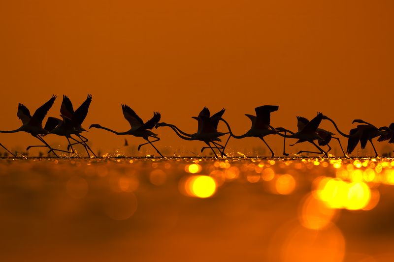 Run, Golden light, Flamingo Dancing on the Edge of Firephoto preview