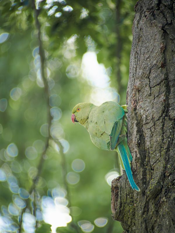 Пиастры! Пиастры!photo preview