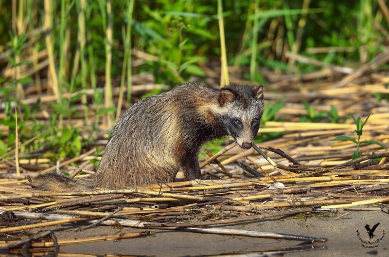 енотовидная, собака Молодойphoto preview