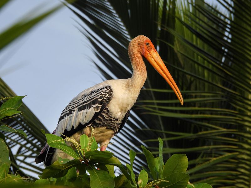 Клювачphoto preview