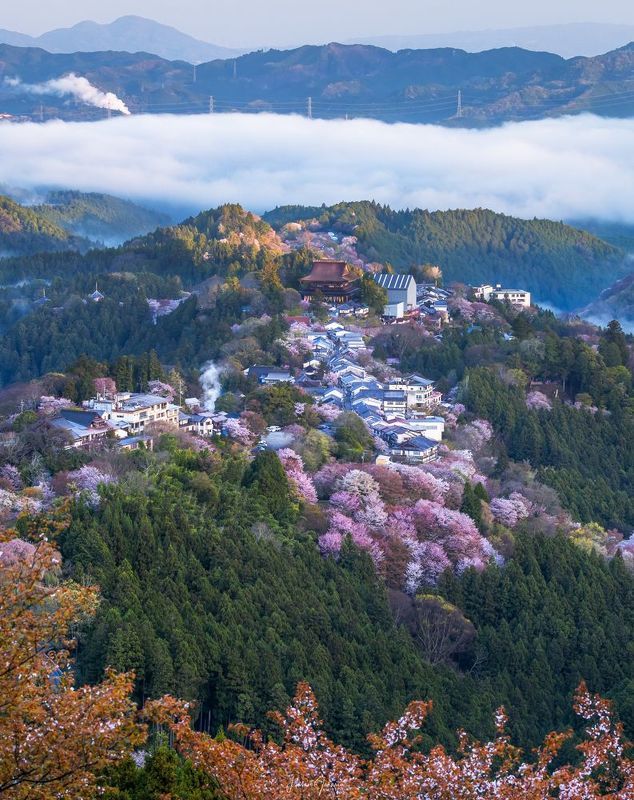 #nara #japan #spring #temple #flowers #mountaion Yoshinoyama 吉野山photo preview
