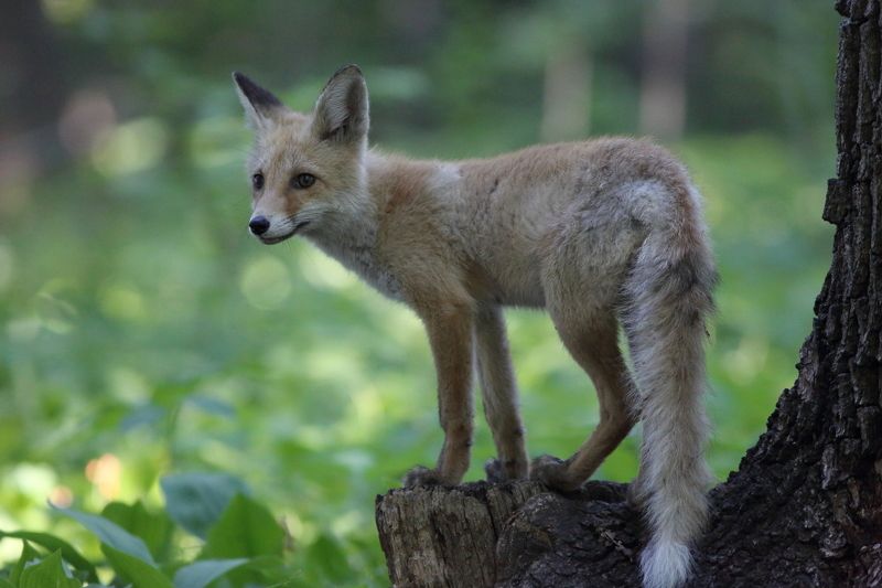 природа, животные, млекопитающие, звери, детеныши, лисица, лисята, анималистика, лес photo preview