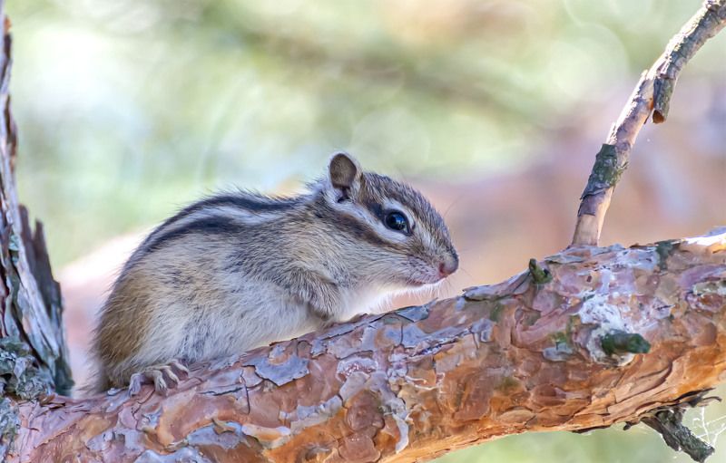 Малыш.photo preview