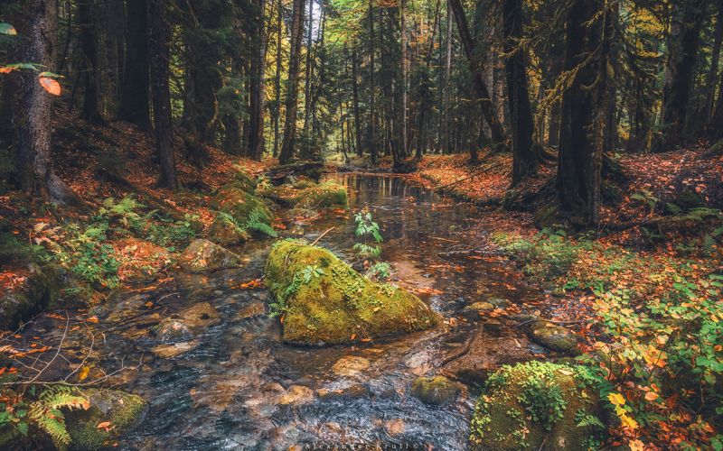 кгпбз, лес, дебри, заповедник, ручей, осень У лесного ручьяphoto preview