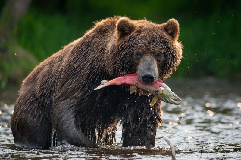 медведь, Камчатка, рыбалка, улов, река, рыба Удачная рыбалкаphoto preview