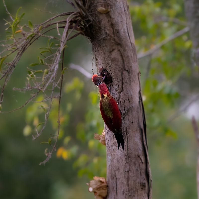 Banded Woodpecker photo preview