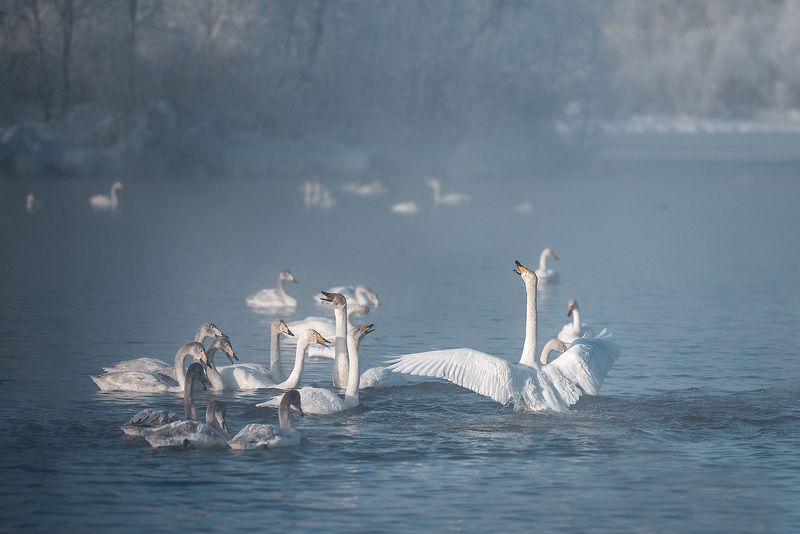 Разборки на озереphoto preview
