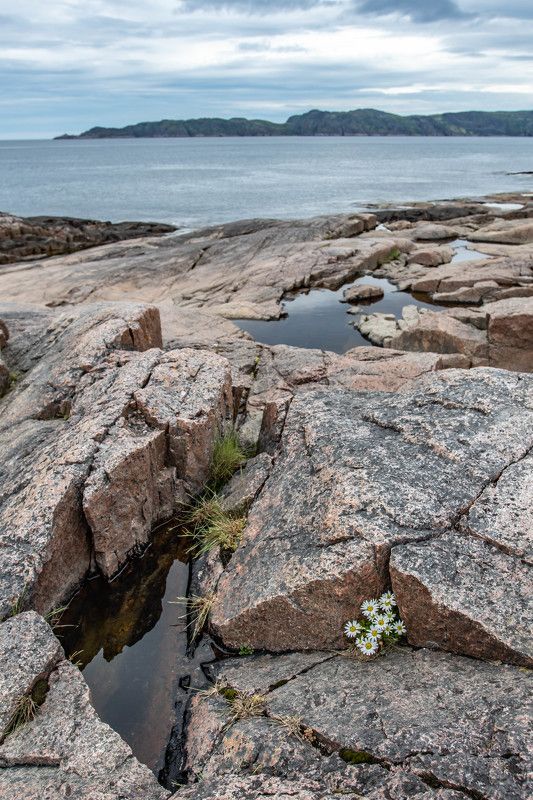 Ромашки спряталисьphoto preview