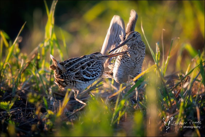 Мушкетёры с Бежиного лугаphoto preview