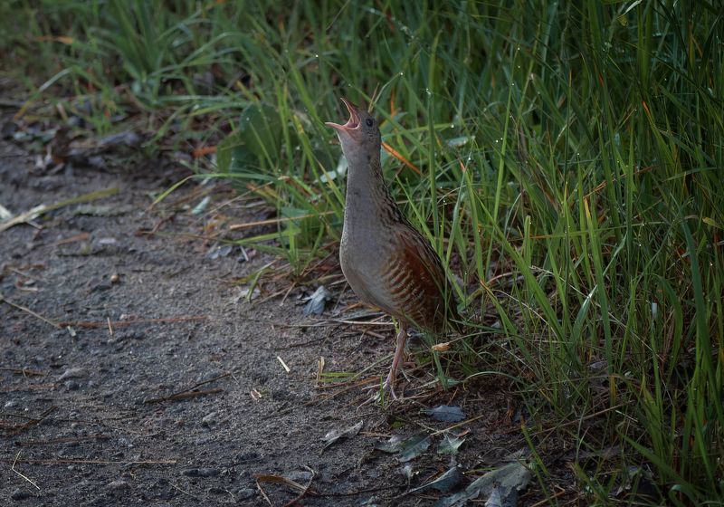 Скрытныйphoto preview