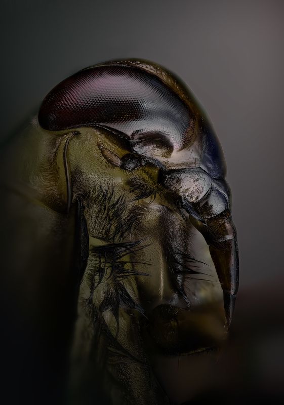 notonecta, glauca Гладыш обыкновенныйphoto preview