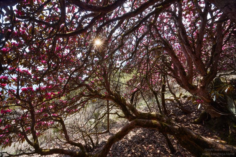 Архитектура Сбывающегося Счастья …photo preview