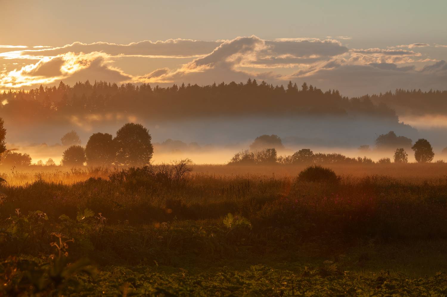 Обволакивание. Автор: Светлана Холодняк вечер, туман, закат, поле, трава, куст, облако, свет, Светлана Холодняк