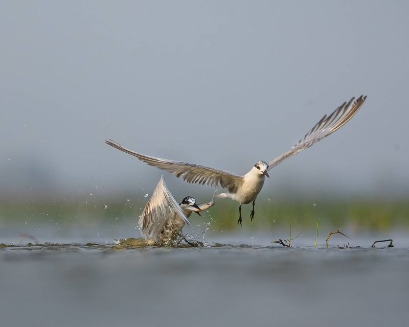 #wildlifephotography #wildlifefun #natgeoyourshot #CanWithCannon #shotwithcanon #NifFeature #wildlifeofindia #wildvision #birdphotographersofindia Moment of Mastery: Whiskered Terns at the Precipice of Successphoto preview