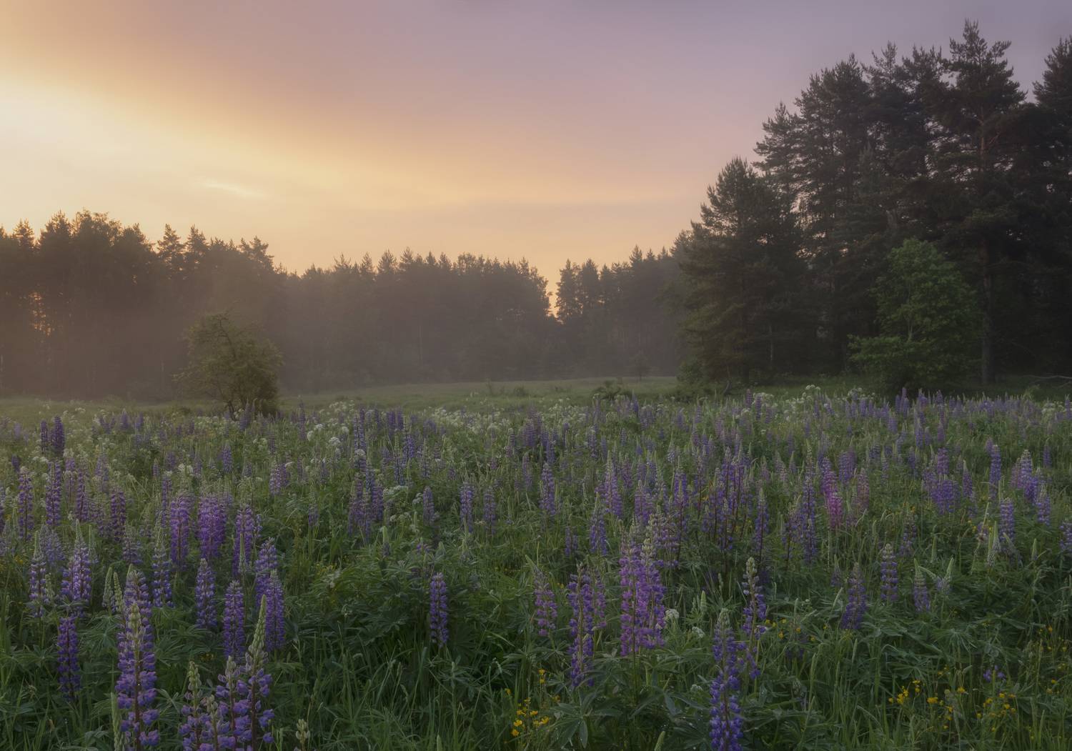 , Бонина Ольга