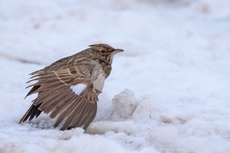 #жаворонок Жаворонокphoto preview