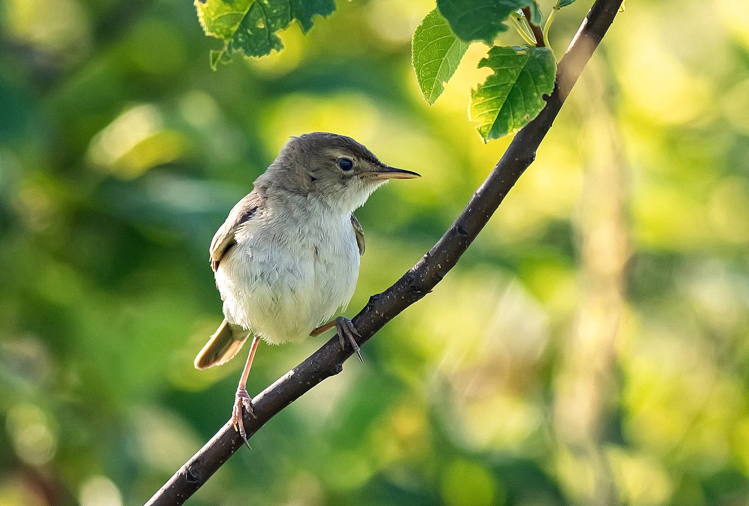 Тростниковая камышовка. Автор: Широких Александр птицы, камышовка, лето, заливной луг, Широких Александр