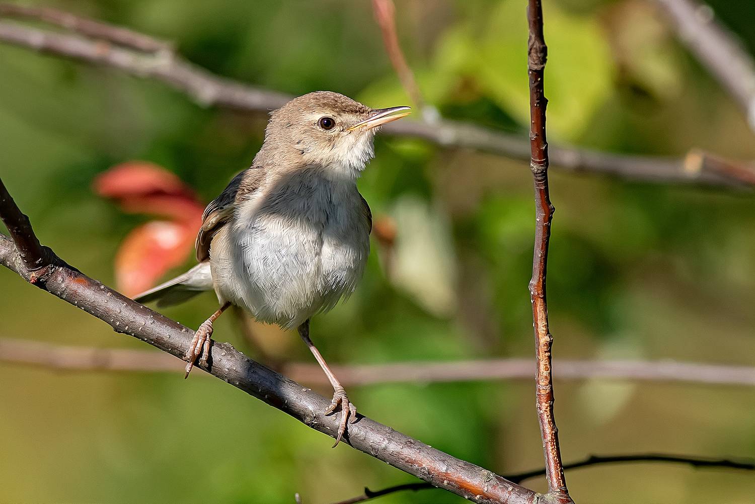 Камышовка. Автор: Широких Александр птицы, заливной луг, камышовка, лето, Широких Александр
