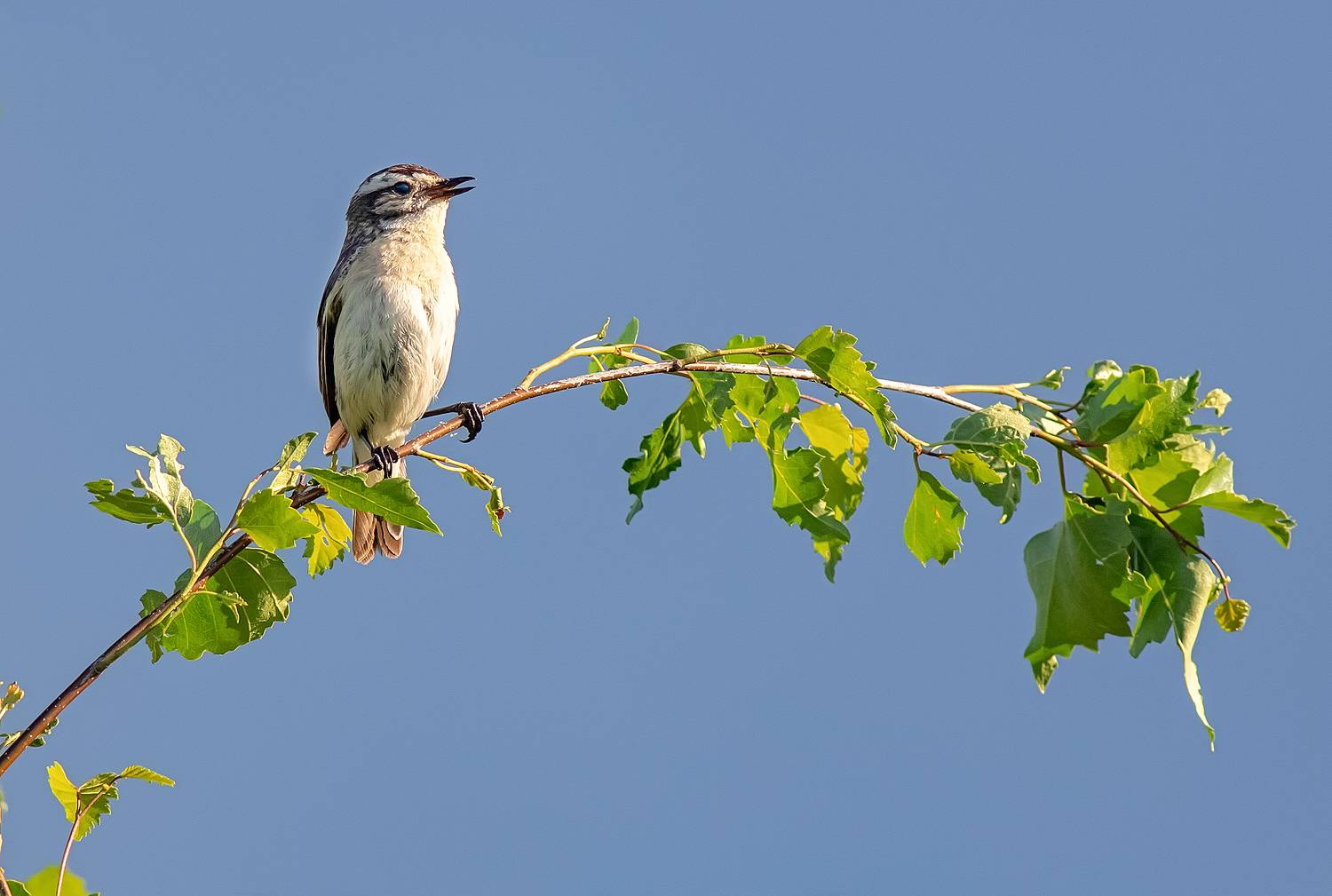 луговой чекан, птицы, заливной луг, лето, Широких Александр