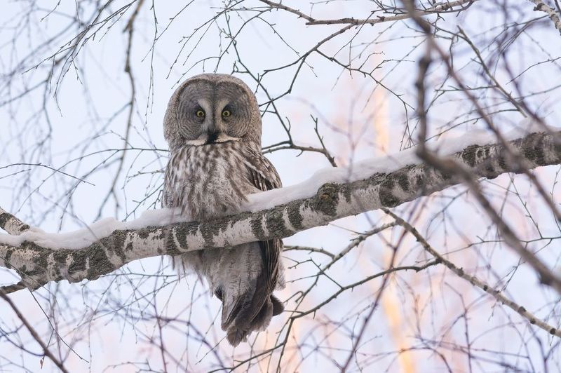 неясыть, бородатая, неясыть, сова, птицы, птица, новосибирск, лес, бор, зима Бородатая фото превью