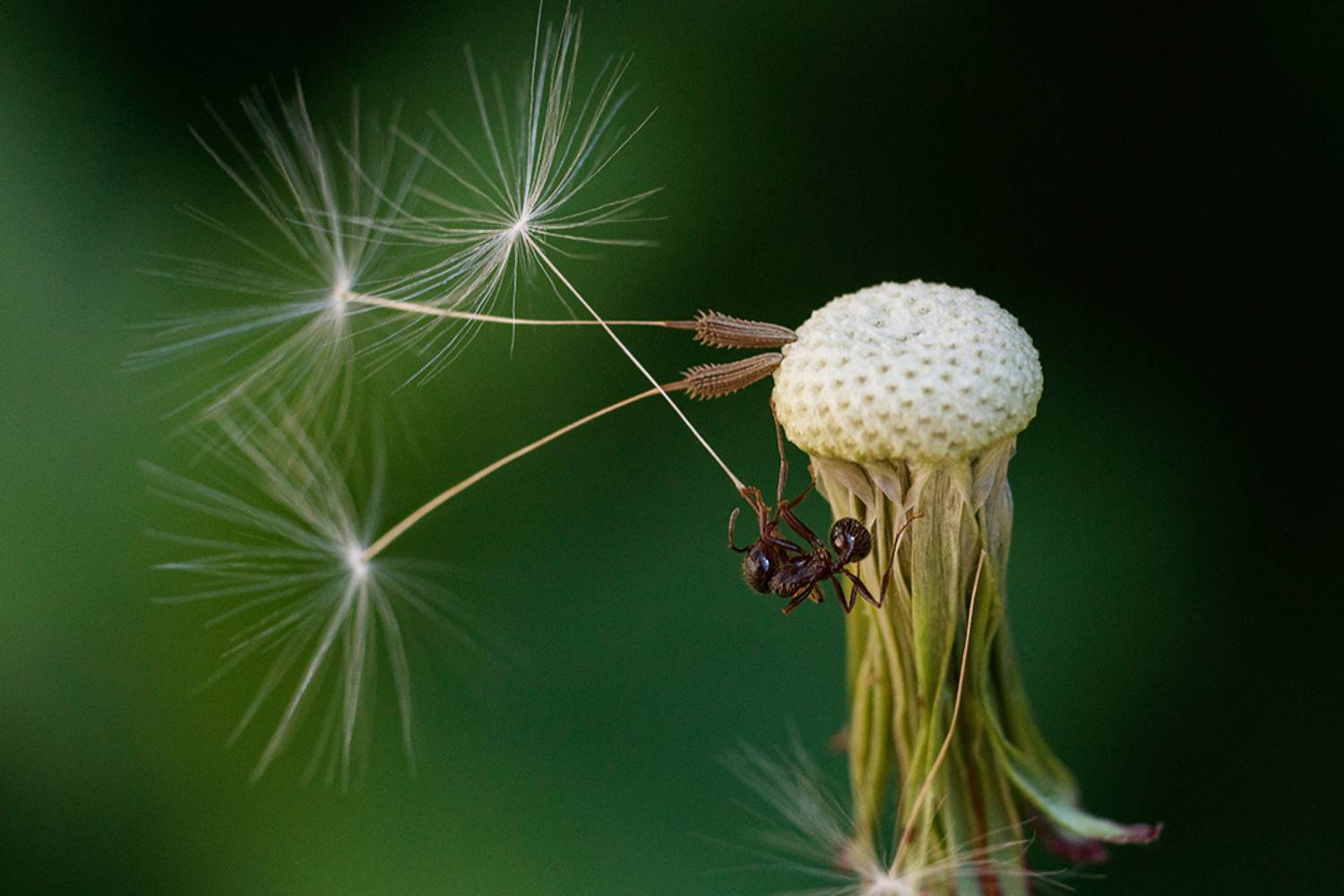 макро, macro, ant, муравей, Михаил Шпирко