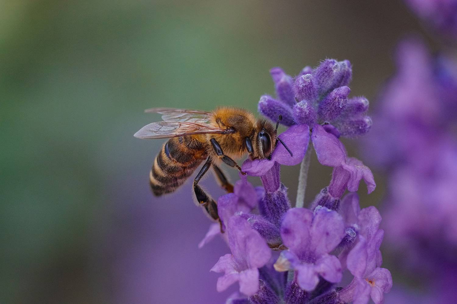 макро, macro, bee, пчела, лаванда, Михаил Шпирко