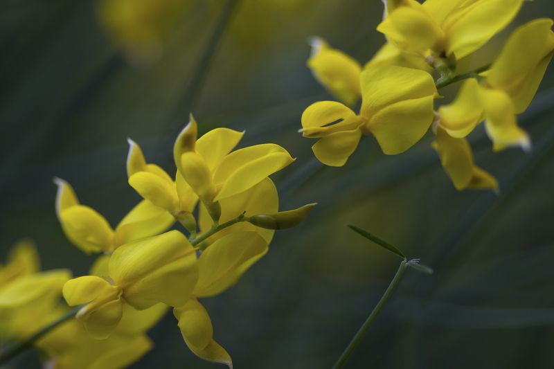 макро, macro Тянемся друг к другу фото превью