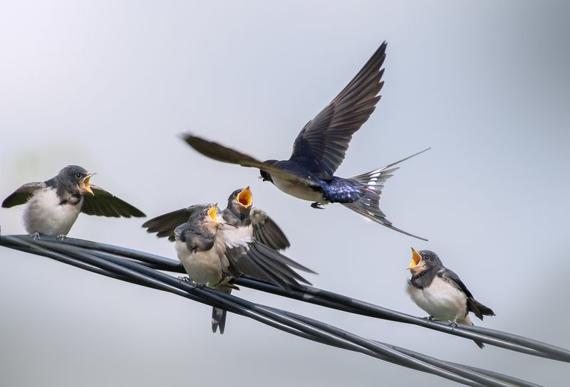 Деревенская Ласточка Hirundo rusticaphoto preview