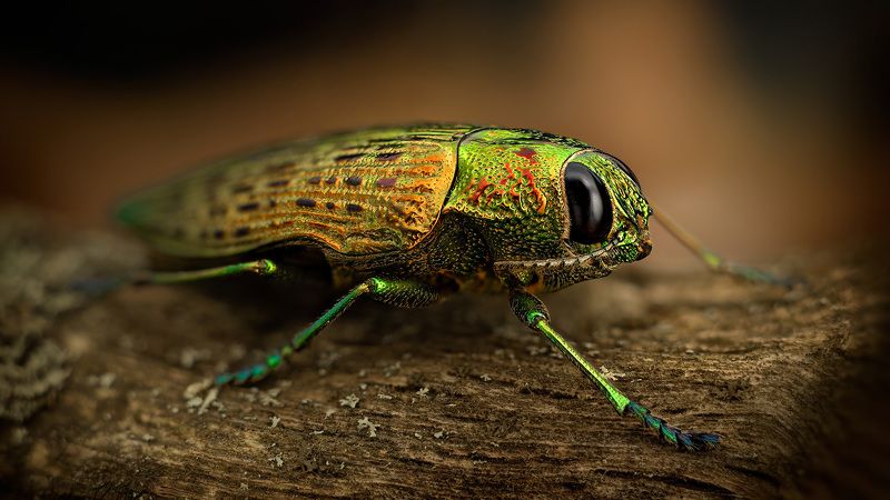 psiloptera, reichei Златкаphoto preview