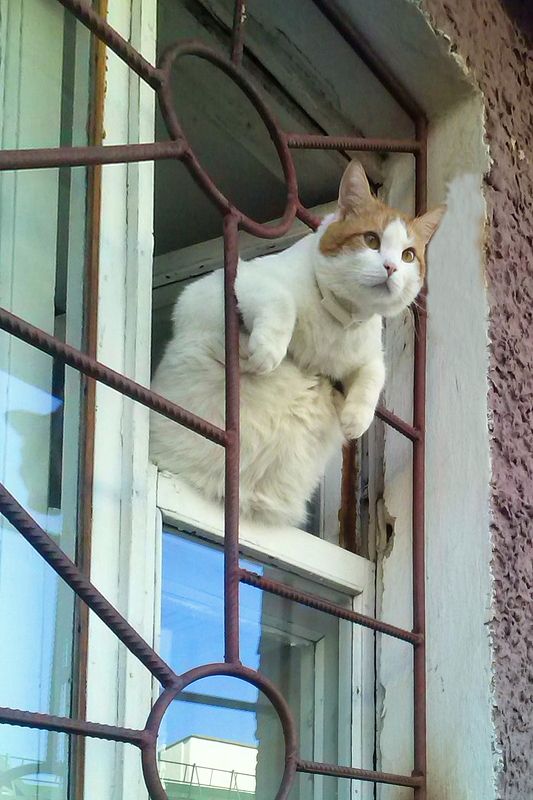 кот, окно, витебск, решетка Кот в законеphoto preview