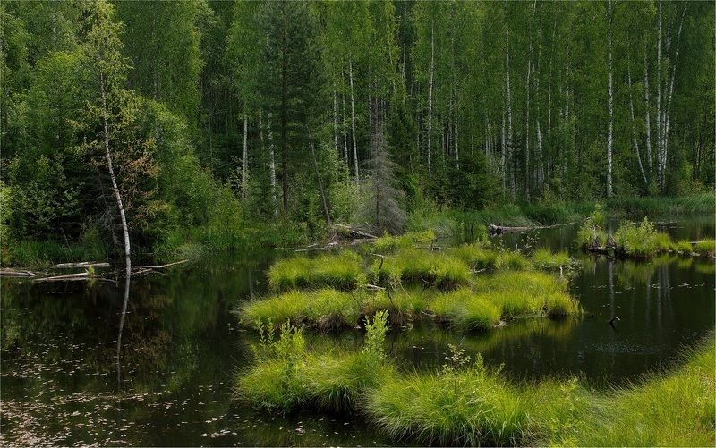 лесное озеро, берёзы, утро, кочки, болотина, стволы, лето, зелень Лесное озероphoto preview