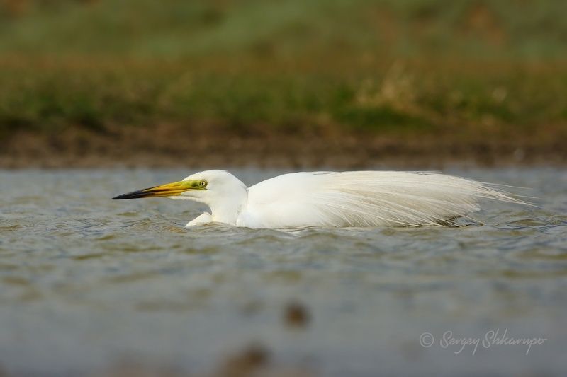 Большая белая цапля, птицы, птицы Крыма Я тоже умею плаватьphoto preview