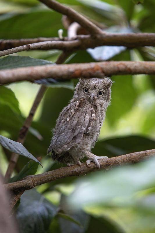 owl, scops, nature, love nature, birds, Scops owlphoto preview