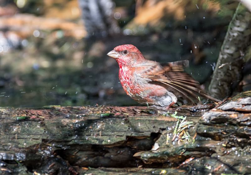 птица, чечевица, самец, купание, ручей, Чечевица - красный воробей.photo preview